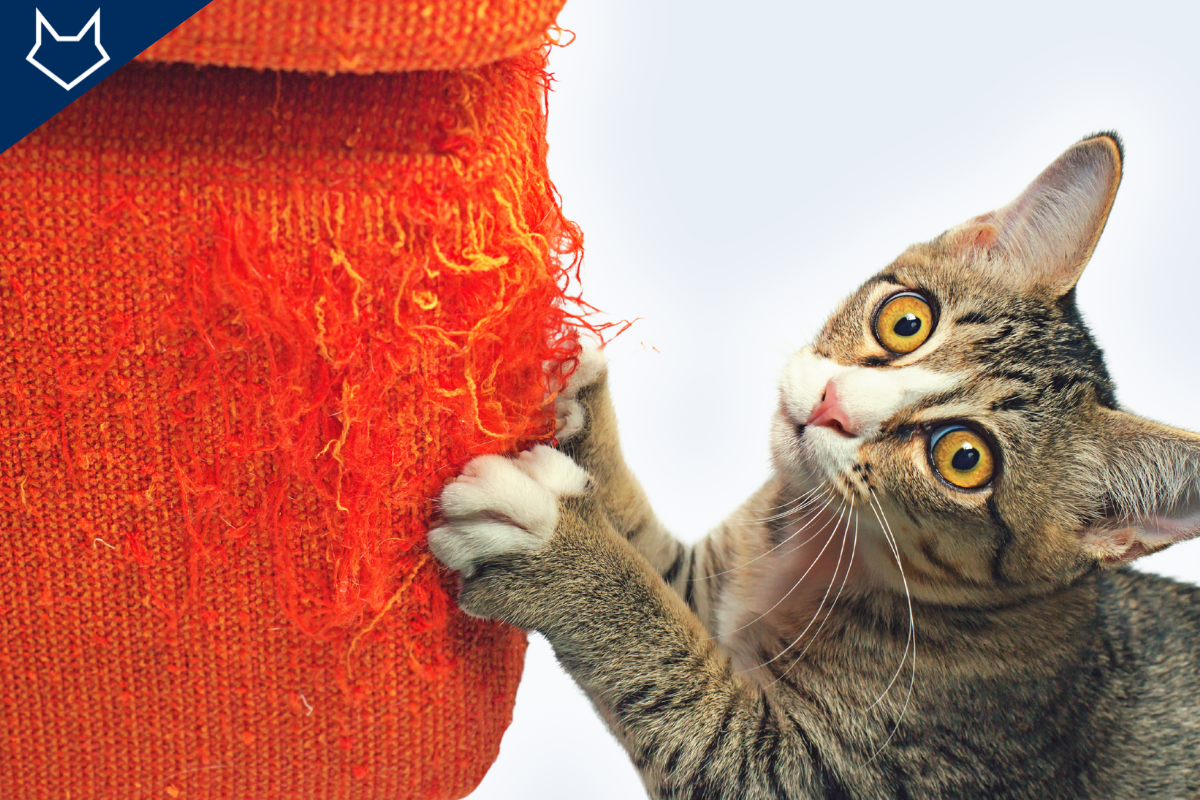 gros plan d'un petit chat tigré qui gratte un bout de canapé rouge