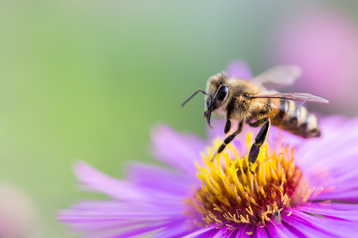 gros plan d'une abeille posée sur une fleur violette au pistil jaune