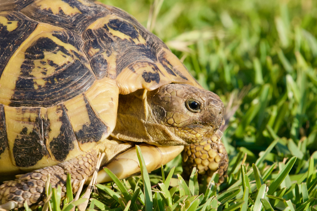 gros plan d'une tortue terrestre à écailles jaunes et noires qui marche dans l'herbe