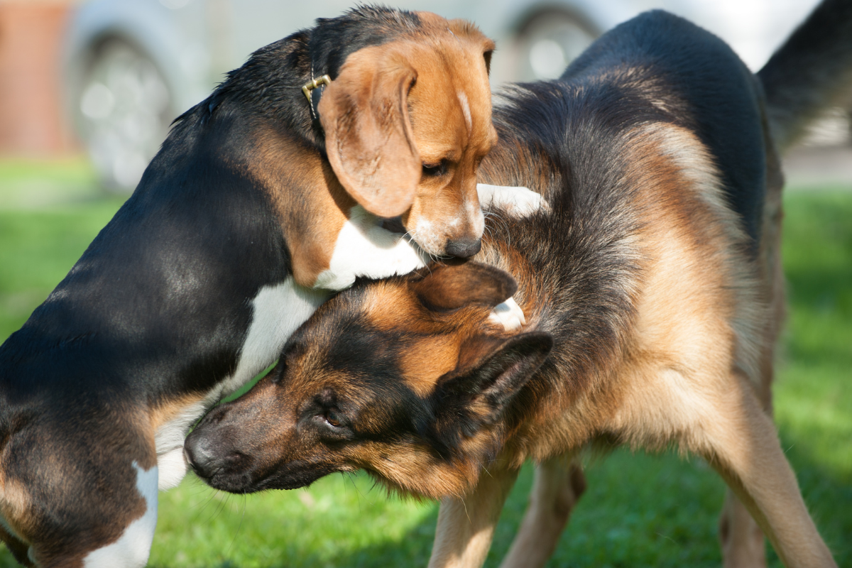 gros plan sur deux grands chiens qui se battent par terre
