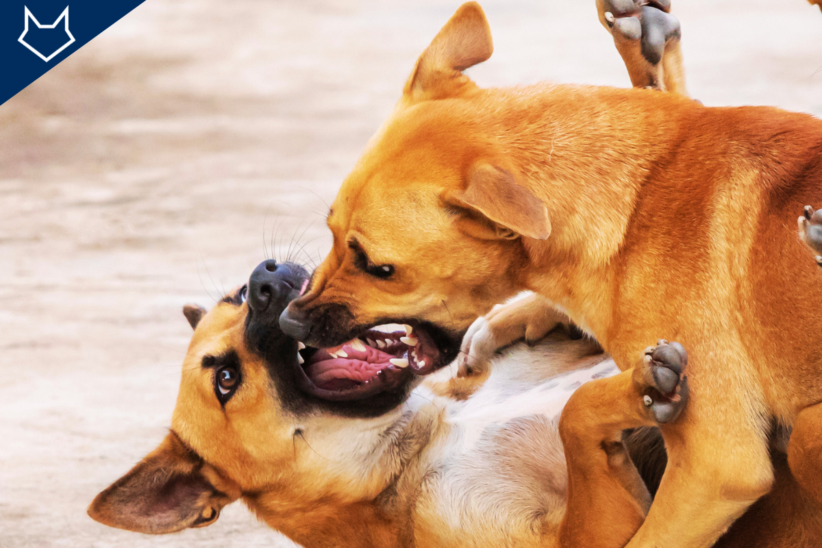 gros plan sur deux grands chiens qui se battent par terre