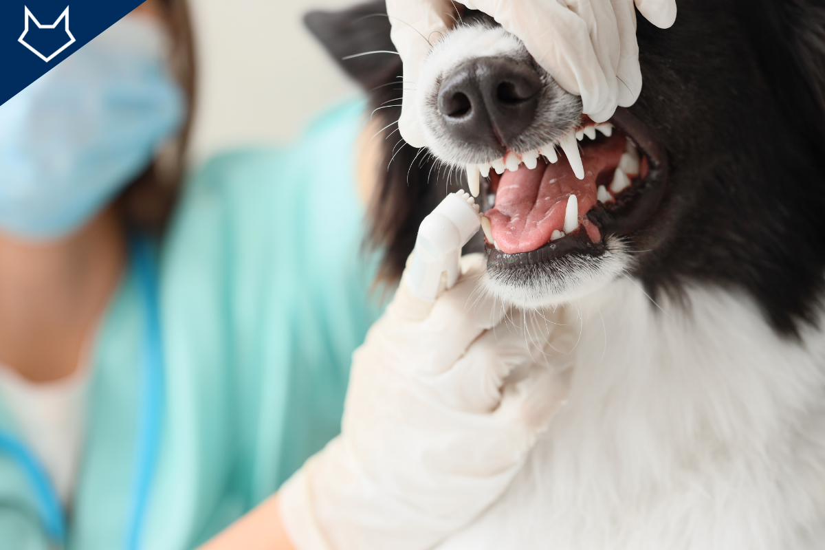 gros plan sur la gueule ouverte d'un chien et une vétérinaire qui nettoie ses canines