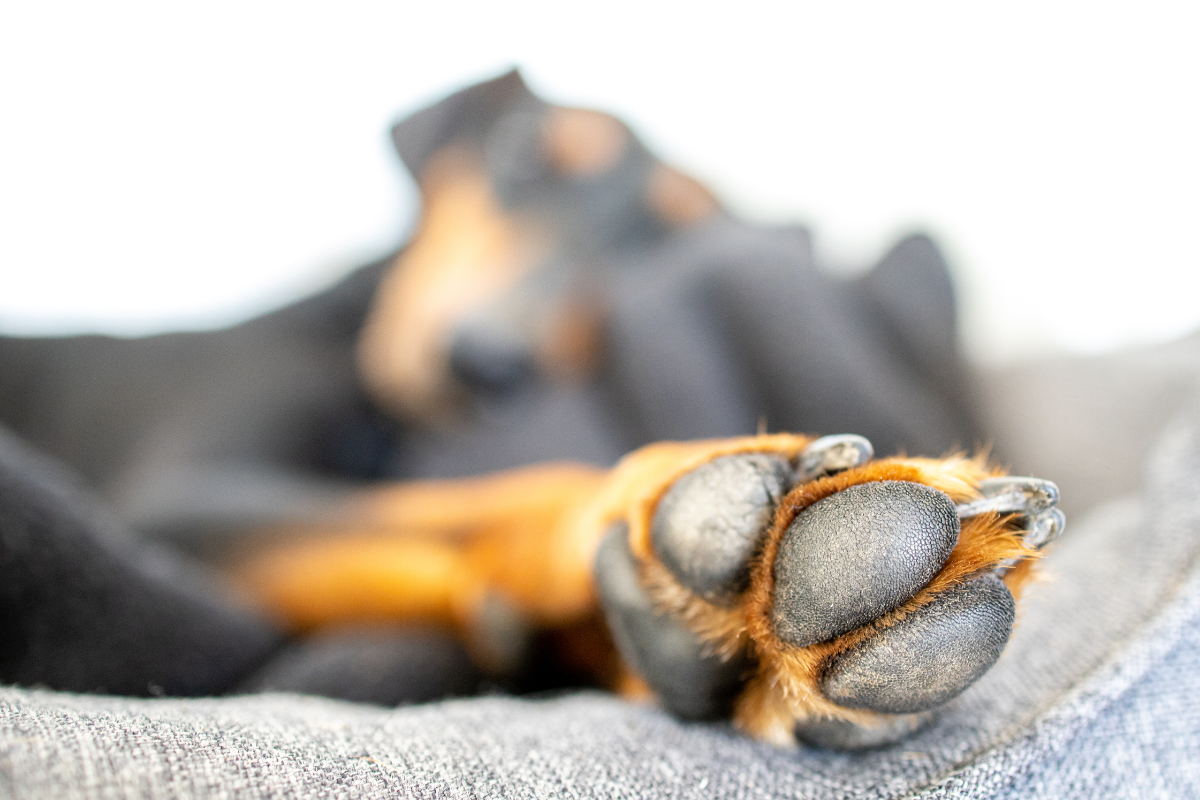 gros plan sur la patte avant d'un chien noir