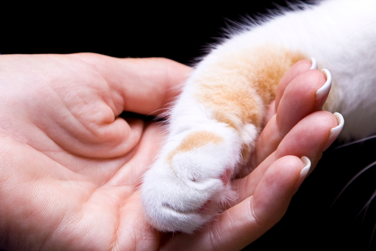 gros plan sur la patte blanche d'un chat dans la main d'une femme