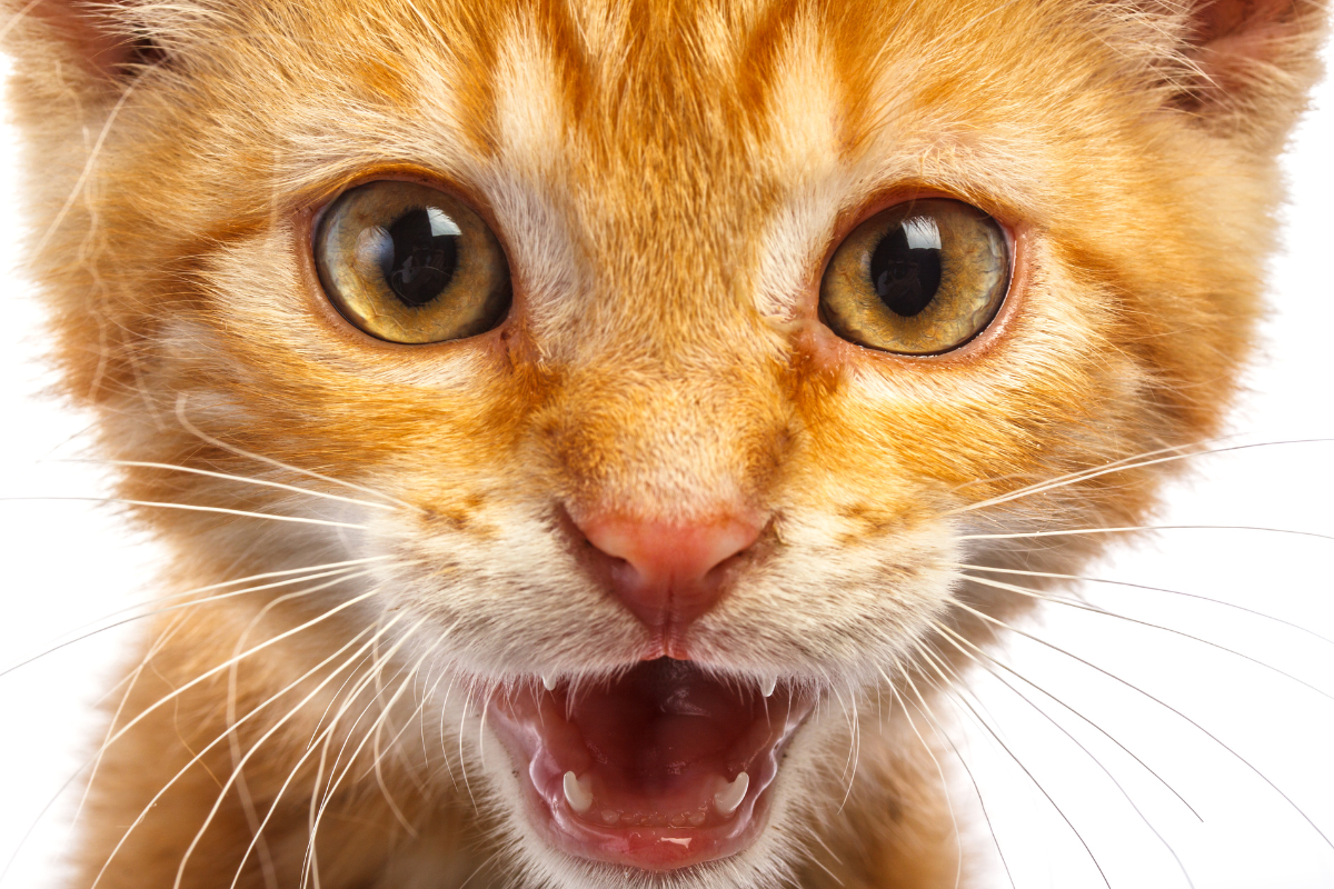 gros plan sur la tête d'un chat roux qui ouvre grand les yeux et la bouche