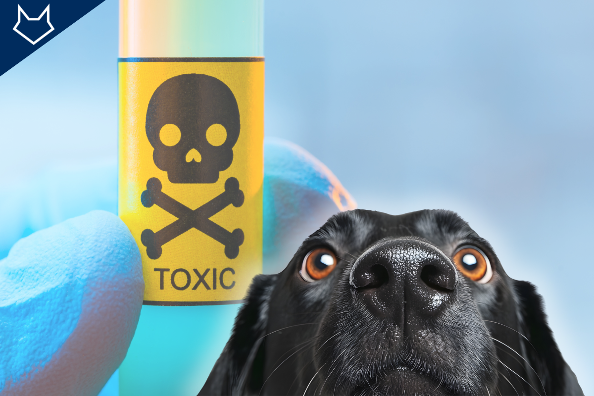 gros plan sur la tête d'un chien noir à l'air inquiet et une fiole avec une tête de mort en arrière-plan