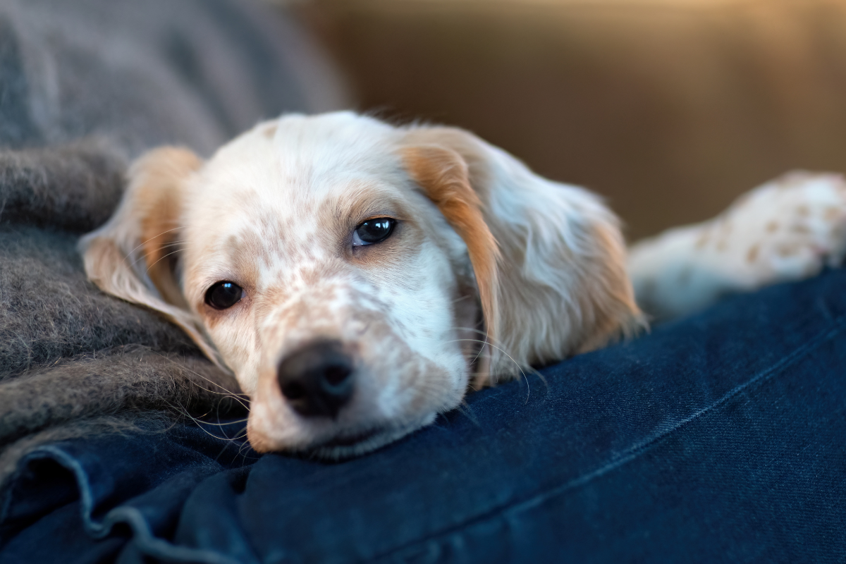gros plan sur la tête d'un chien posé sur sa propriétaire