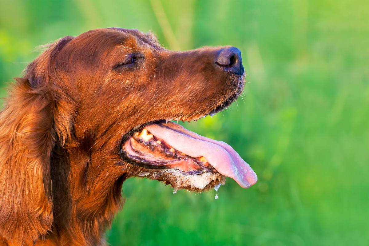 gros plan sur la tête d'un chien roux qui halète et bave