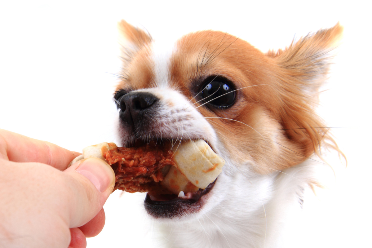 gros plan sur la tête d'un chihuahua brun et blanc qui mord dans une friandise tendue par une main