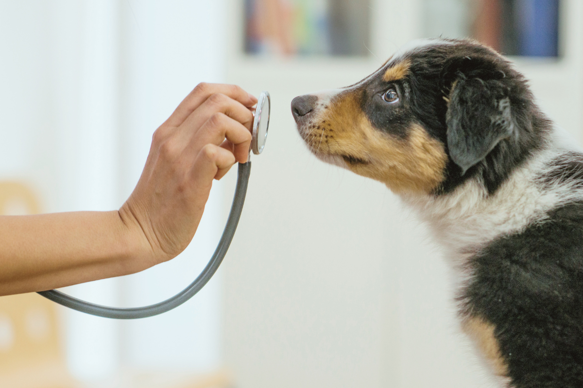 gros plan sur la tête d'un chiot à droite et une main à gauche qui tient un stétoscope