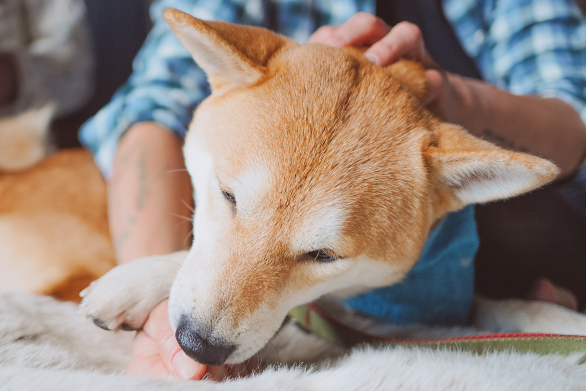 gros plan sur la tête d'un shiba inu qui lèche la main d'un homme qui le maintient en place