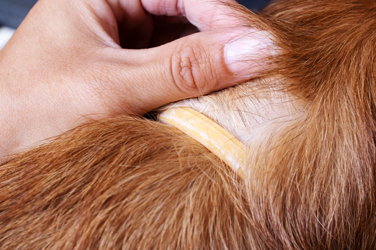 gros plan sur le cou d'un chien roux à poils longs qui porte un collier antipuces jaune