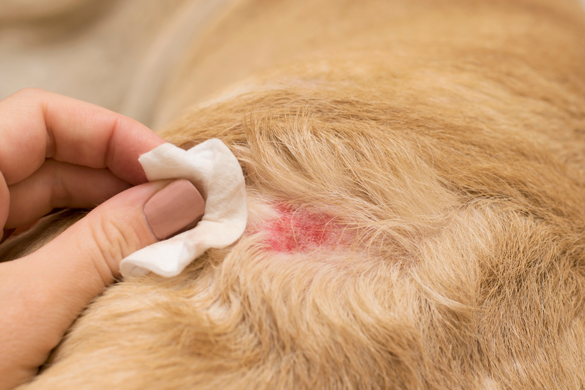 gros plan sur le pelage et la peau d'un chien beige qui présente un bout de peau rouge