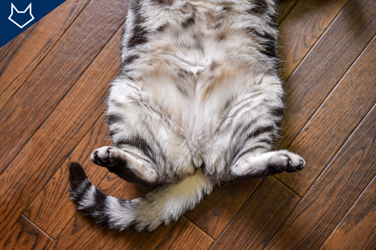 gros plan sur le ventre d'un chat couché sur le dos sur le parquet