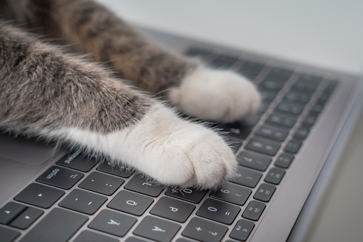gros plan sur les pattes avant d'un chat sur le clavier d'un ordinateur portable