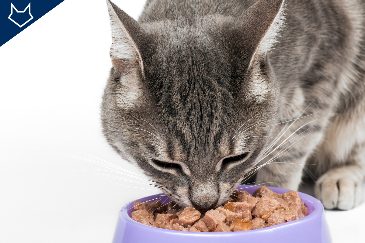 gros plan sur un caht gris qui mange sa pâtée