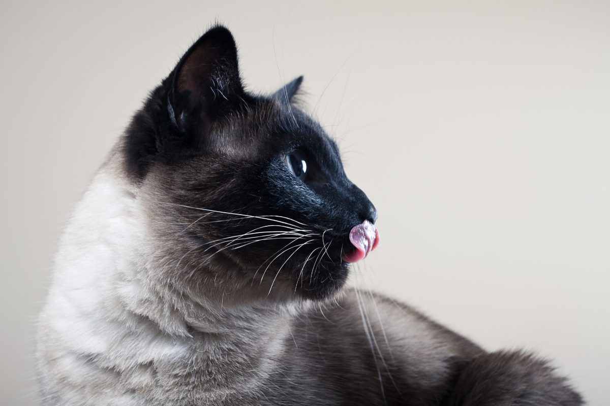 gros plan sur un chat beige à tête noire qui se lèche les babines