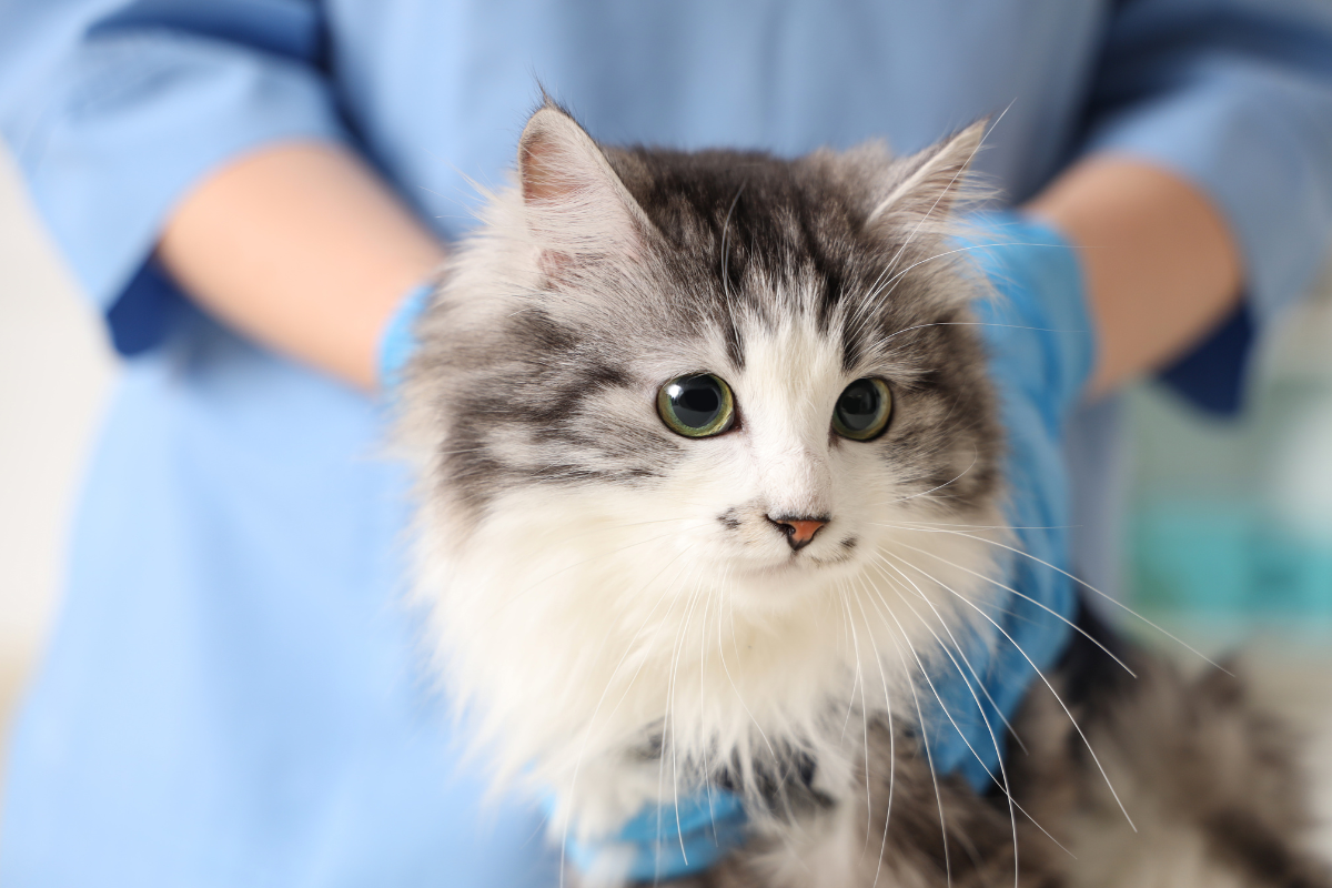 gros plan sur un chat blanc et gris à poils longs tenu par une vétérinaire