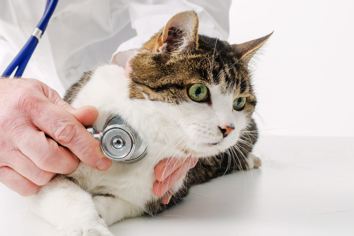 gros plan sur un chat blanc et tigré brun ausculté par un vétérinaire