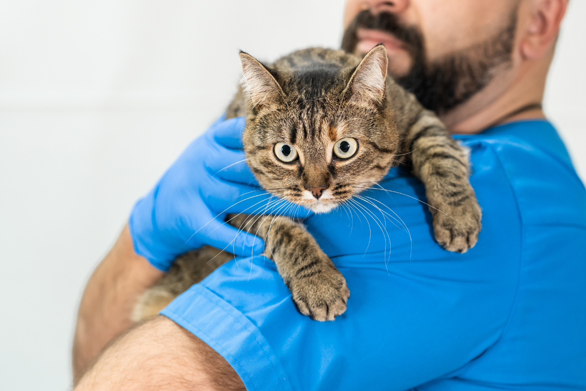 gros plan sur un chat brun tigré porté par un vétérinaire