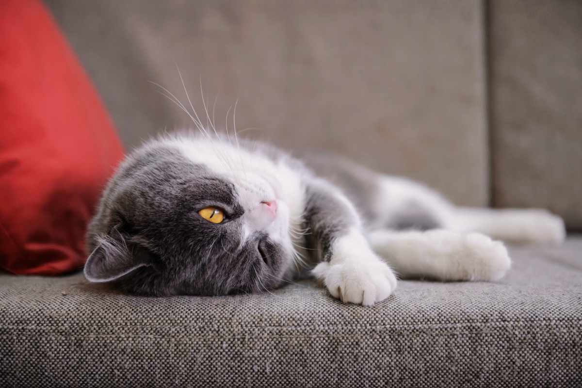 gros plan sur un chat gris et blanc couché sur un canapé gris et un coussin rouge sur le côté