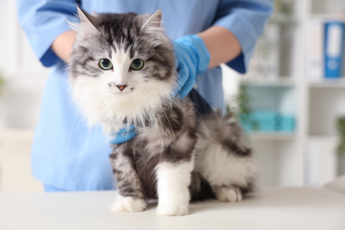 gros plan sur un chat gris et blanc examiné par une vétérinaire