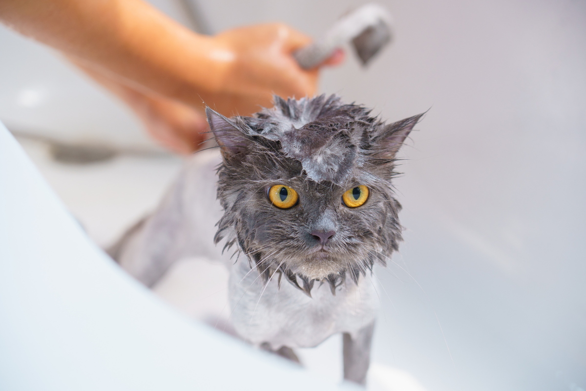 gros plan sur un chat gris mouillé qui se fait doucher dans une baignoire
