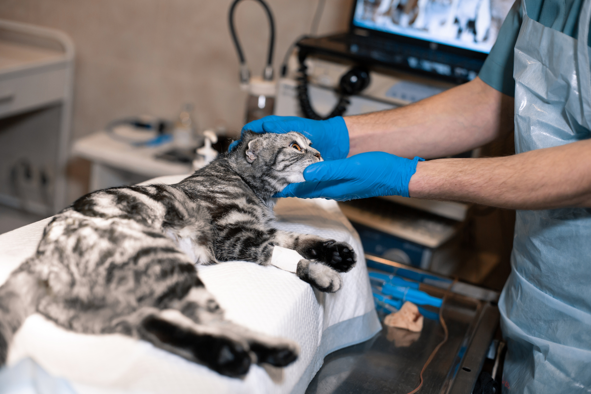 gros plan sur un chat gris tigré couché sur une table d'opération et maintenu par une vétérinaire