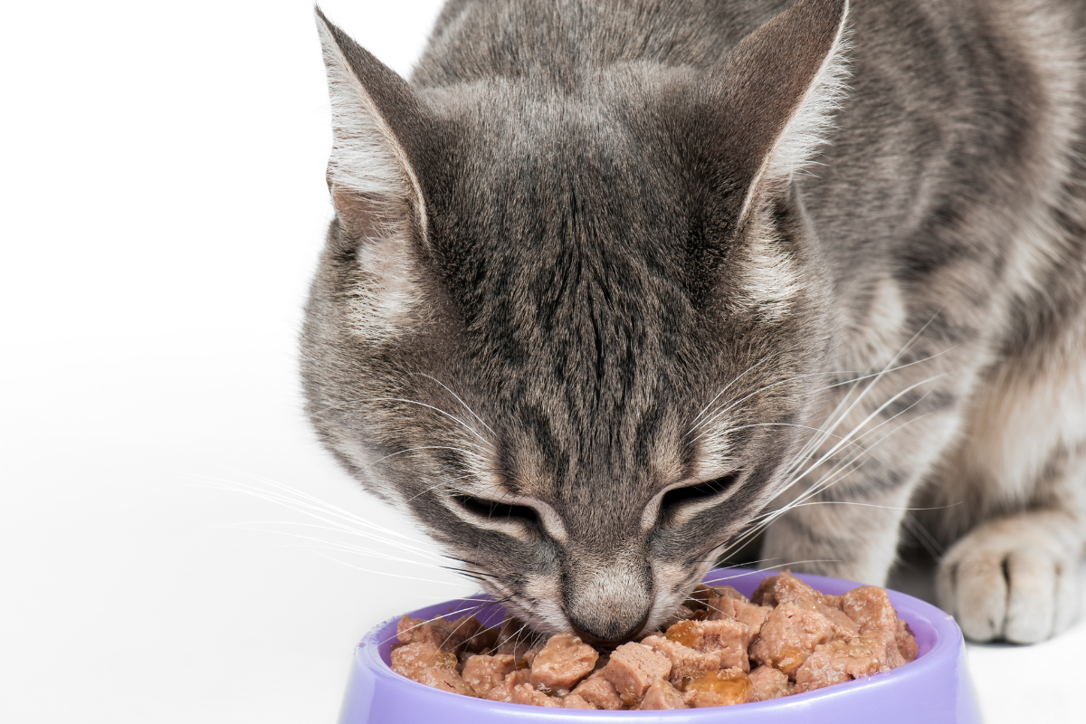 gros plan sur un chat gris tigré qui mange sa pâtée dans une gamelle violette
