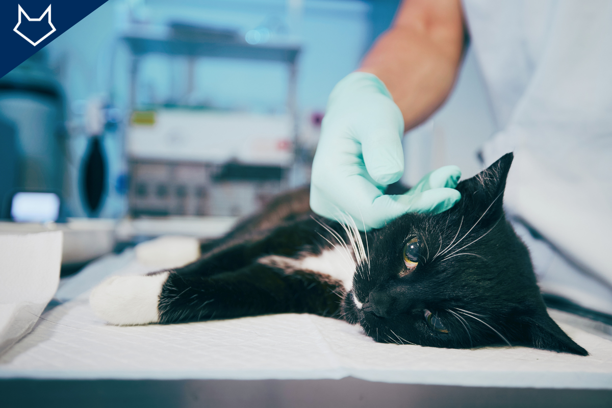 gros plan sur un chat noir couché sur le flanc caressé par un vétérinaire sur une table d'opération