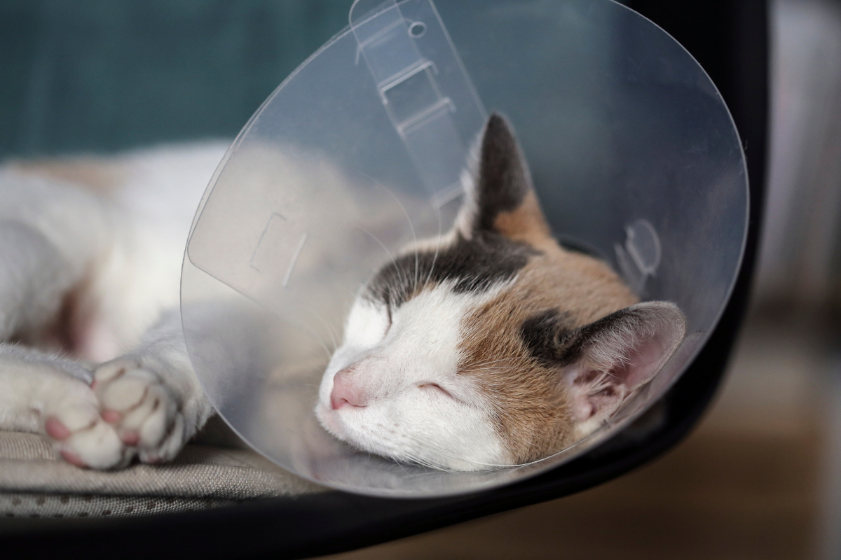 gros plan sur un chat portant une collerette qui dort