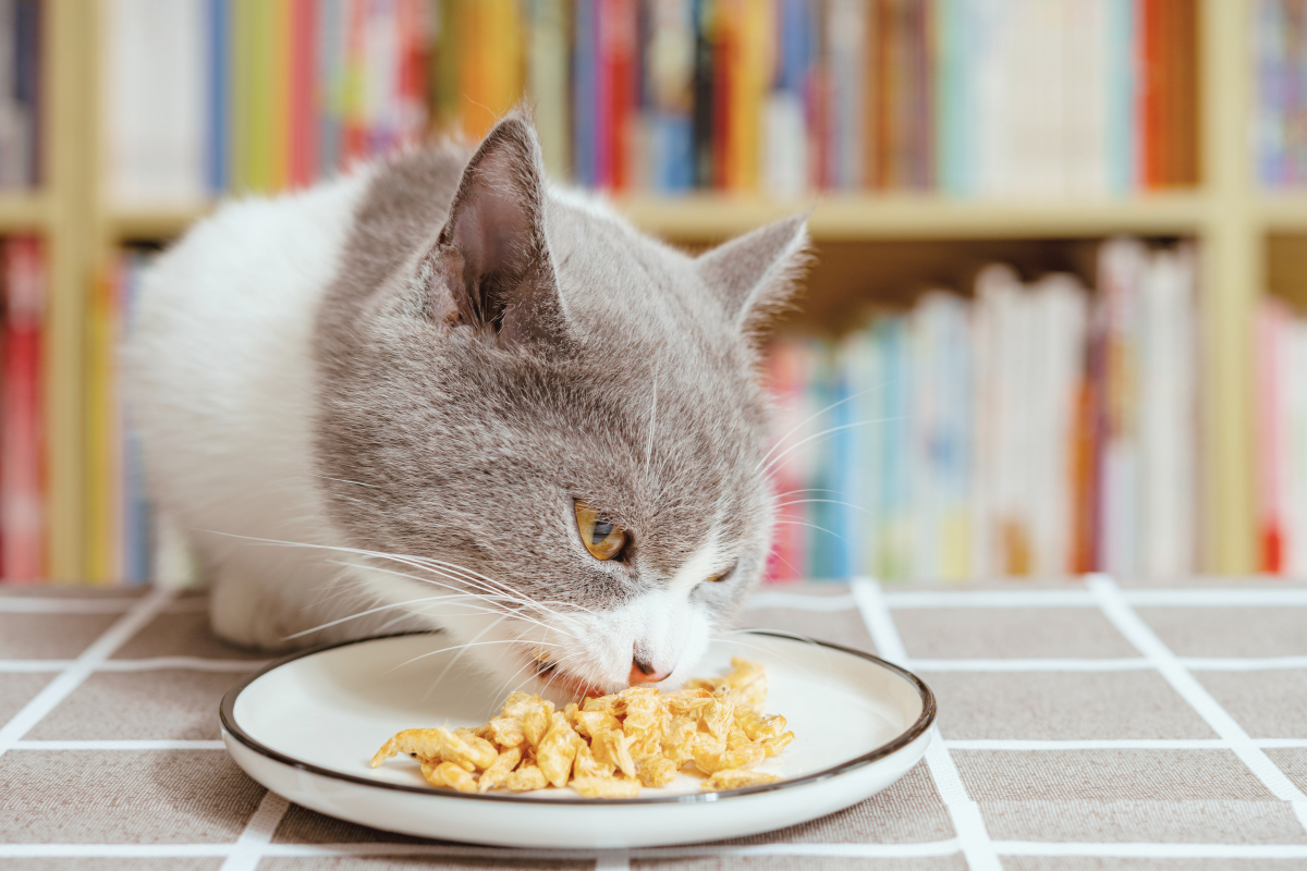 gros plan sur un chat qui mange dans une assiette à table