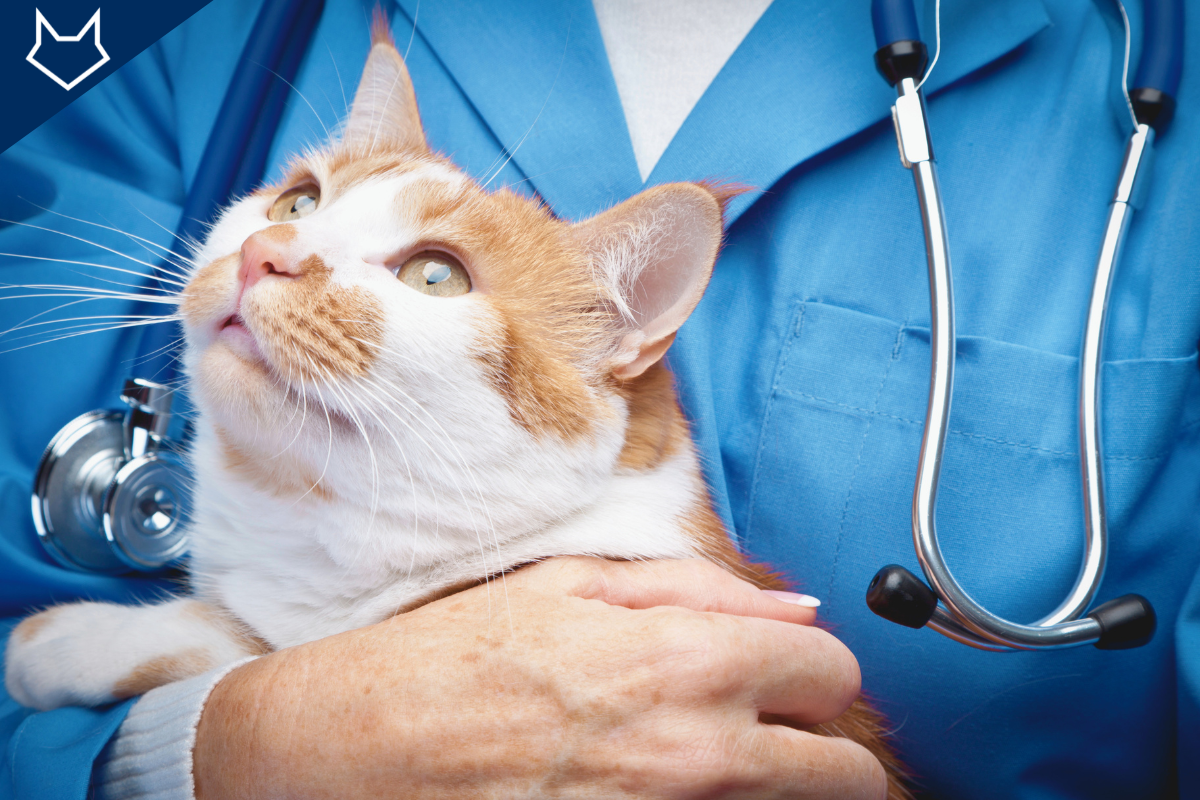 gros plan sur un chat roux et blanc porté par une vétérinaire