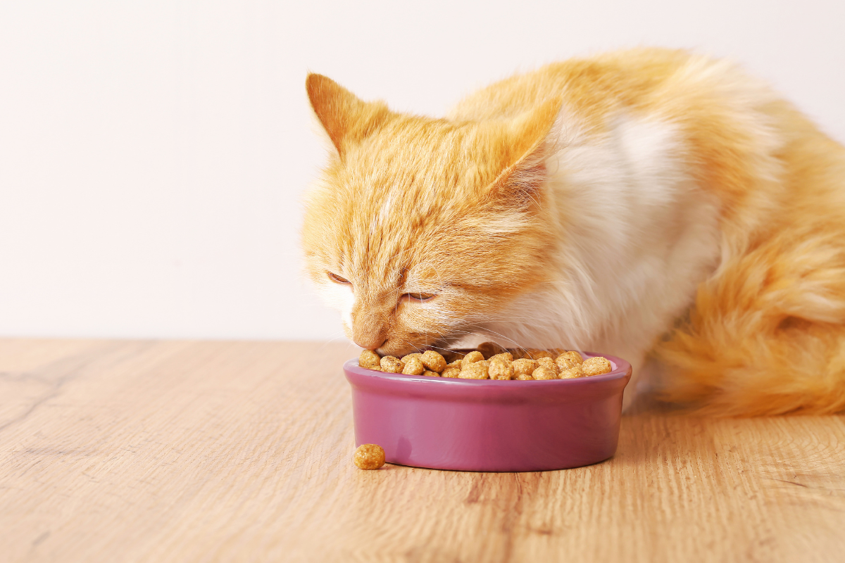 gros plan sur un chat roux qui mange des croquettes dans une gamelle rose