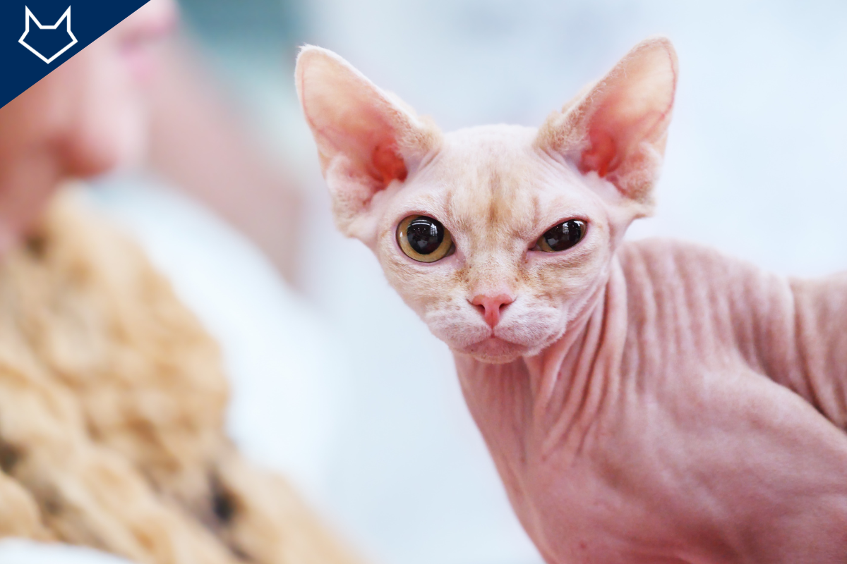 gros plan sur un chat sphynx qui ferme l'oeil à moitié