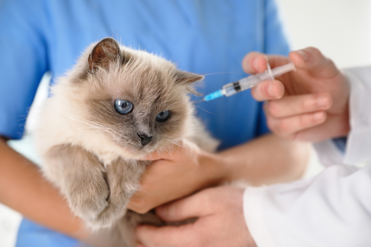 gros plan sur un chat tenu par un vétérinaire qui lui fait une injection