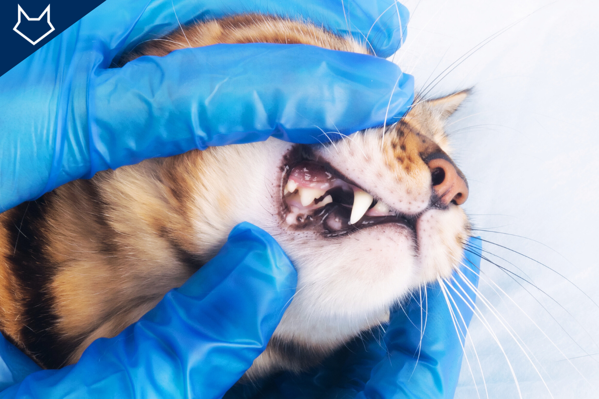gros plan sur un chat tigré qui se fait examiner les dents par un vétérinaire