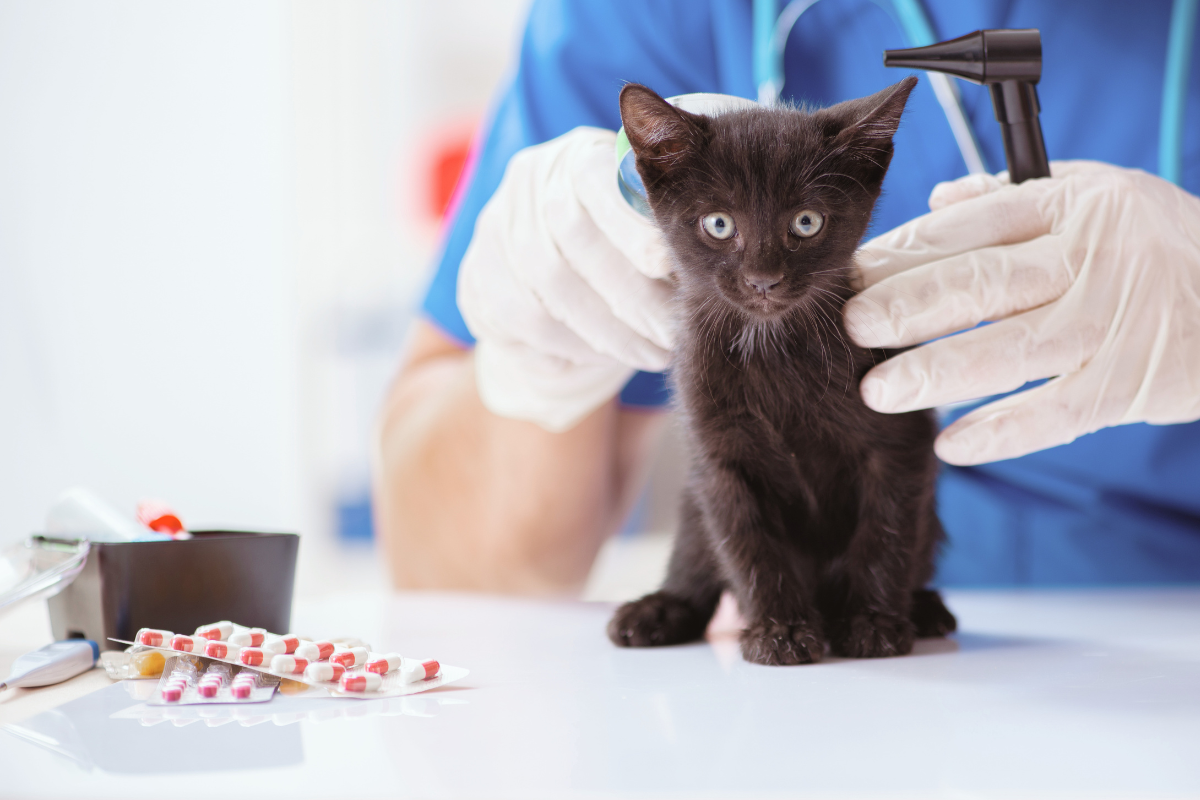 gros plan sur un chaton noir qui se fait examiner par le vétérinaire