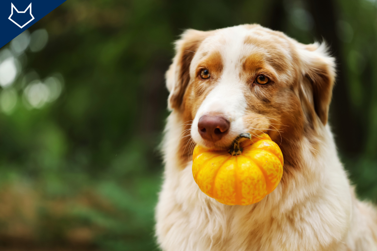 gros plan sur un chien blanc et brun qui tient un petite courge dans sa bouche