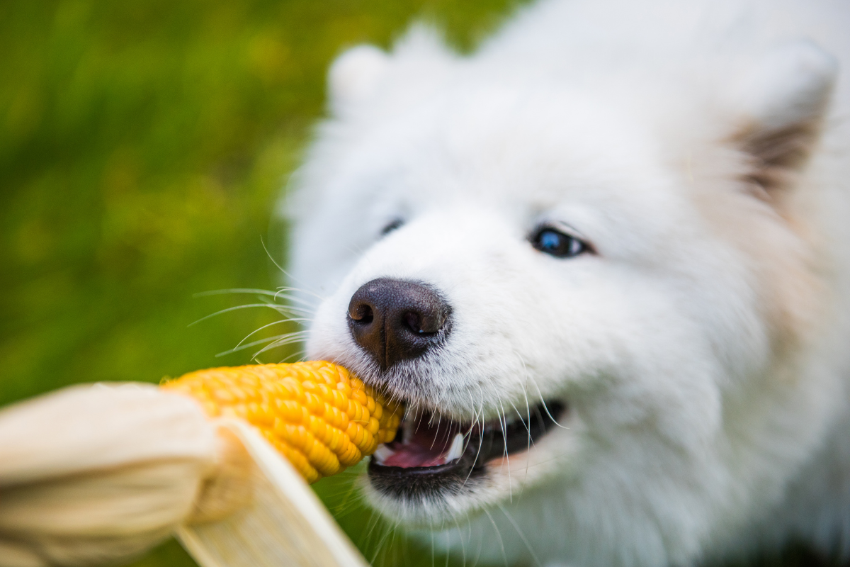 gros plan sur un chien blanc qui croque dans un bout d'épis de maïs