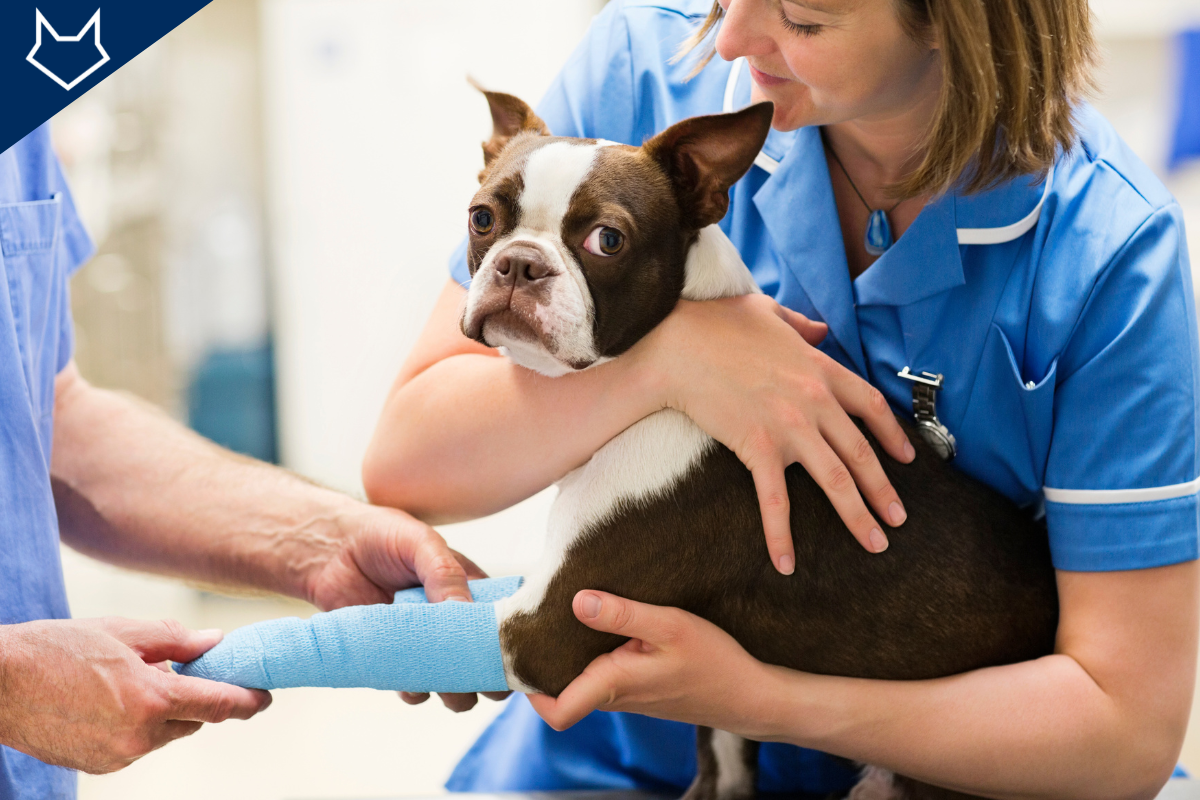 gros plan sur un chien boxer tenu par une vétérinaire qui contrôle sa patte dans un bandage
