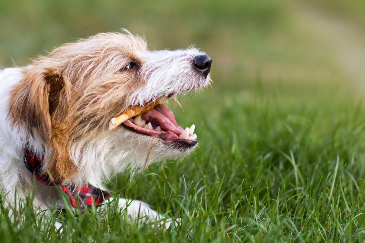 gros plan sur un chien la bouche ouverte qui mange un bâton dentaire
