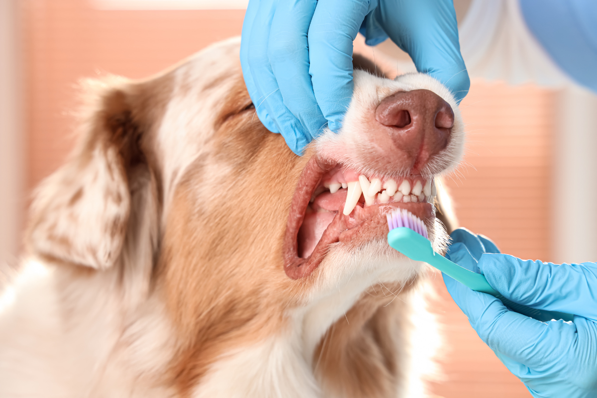 gros plan sur un chien qui se fait brosser les dents