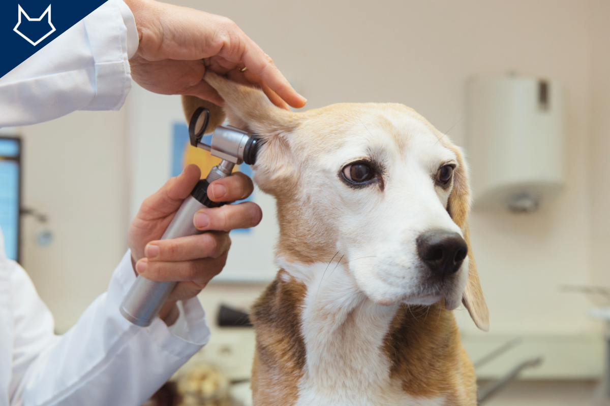 gros plan sur un chien qui se fait examiner l'oreille par le vétérinaire