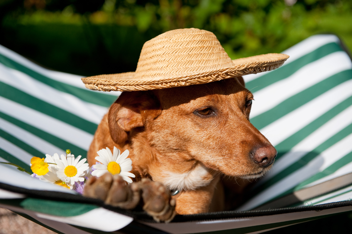 gros plan sur un chien roux dans un hamac avec un chapeau de paille et des pâquerettes
