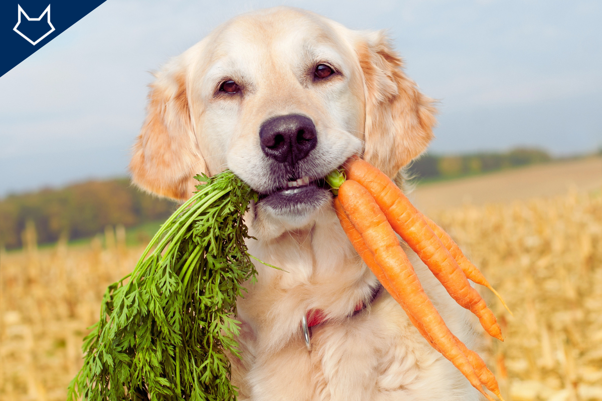 gros plan sur un grand chien beige qui tient une botte de carottes dans sa gueule
