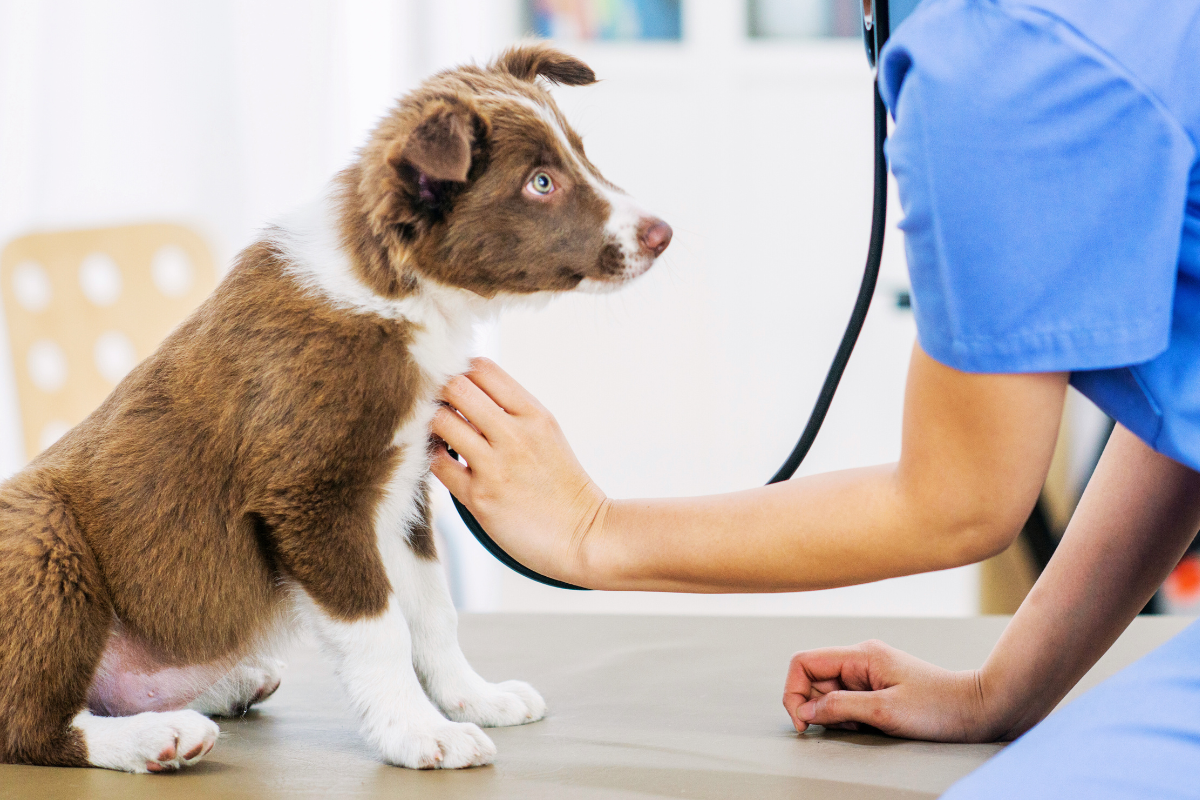 gros plan sur un jeune chien brun et blanc assis ausculté par une vétérinaire