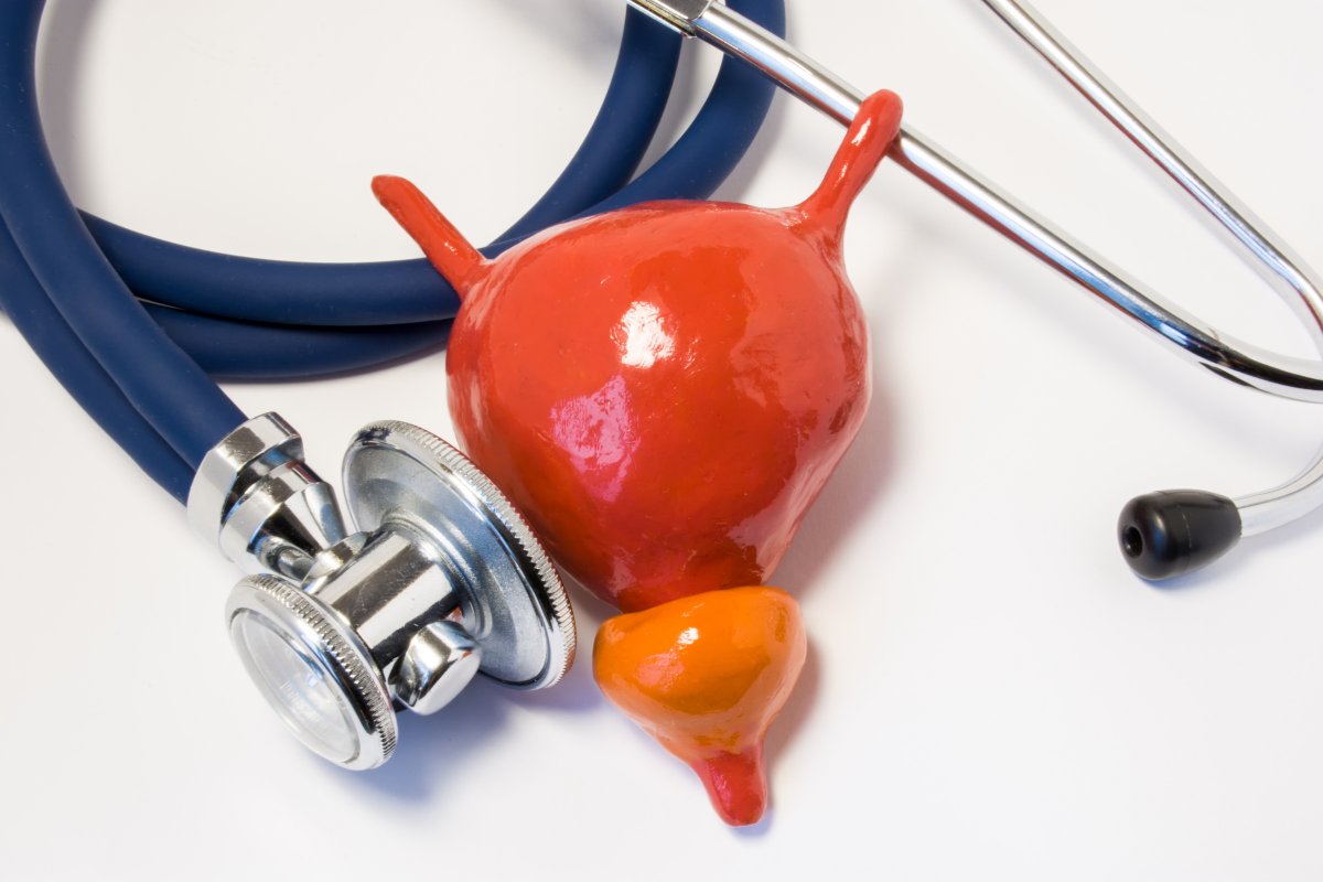 gros plan sur un modèle représentant une vessie à côté d'un stéthoscope