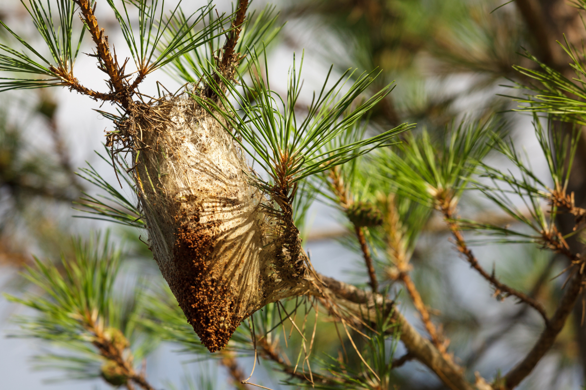 gros plan sur un nid de chenilles processionnaires dans un pin