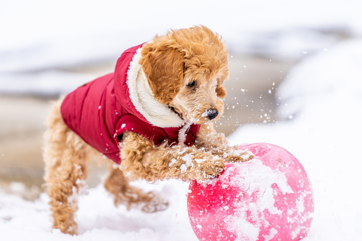 gros plan sur un petit chien beige portant un manteau rouge qui joue avec un ballon dans la neige